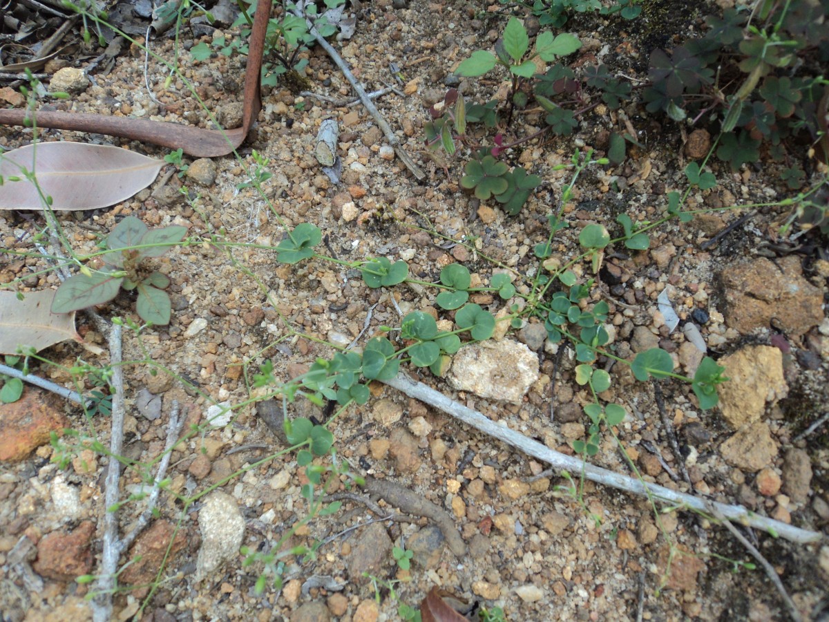 Drymaria cordata (L.) Willd. ex Schult.